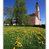 - Birnau Church with field - Germany 