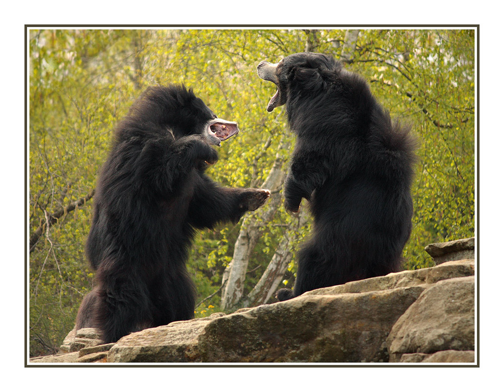 Sloth Bears Germany 