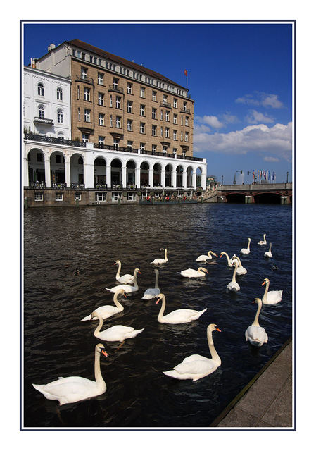 Hamburg swans Germany 