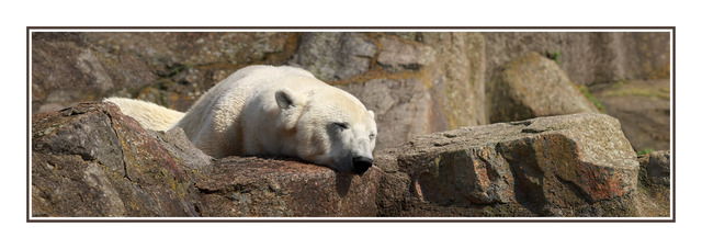 Berlin Polar Bear Austria & Germany Panoramas