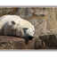 Berlin Polar Bear - Austria & Germany Panoramas