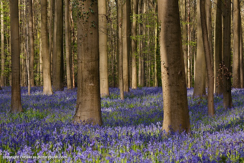 Bloementapij - Hallerbos