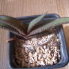 aloe  lutescens  97 004 - cactus