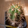 trichocereus tacaquirensis ... - cactus