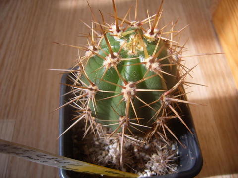 trichocereus tacaquirensis 04 006 cactus