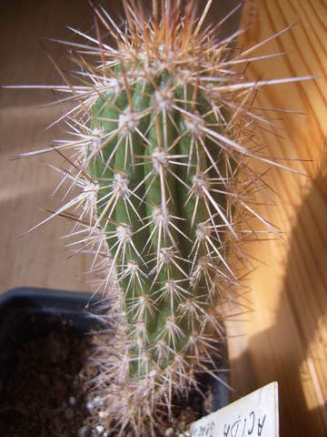 Eulychnia acida  96 002 cactus