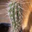 Eulychnia acida  96 002 - cactus
