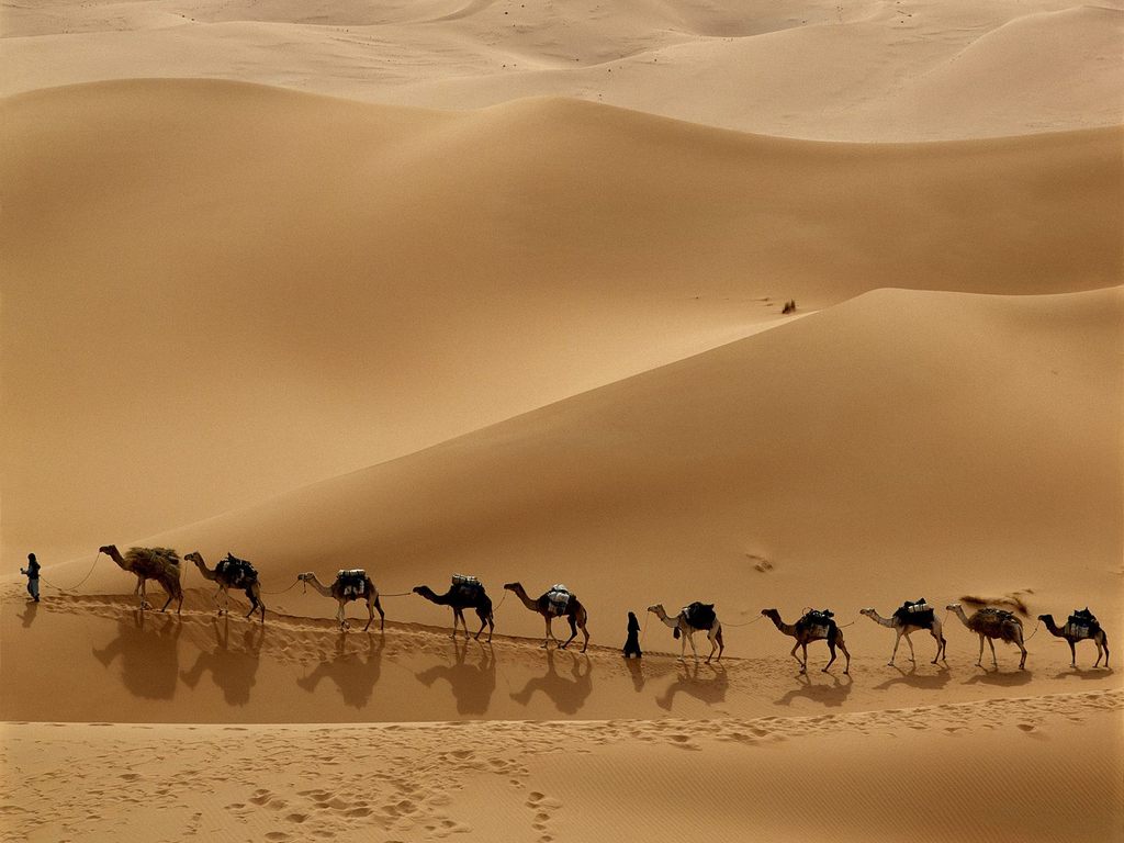 carovana di cammelli nel deserto - 