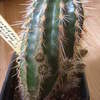 Echinocereus chloranthus kn... - cactus