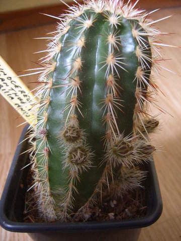 Echinocereus chloranthus knop 004 cactus