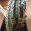 Echinocereus chloranthus kn... - cactus