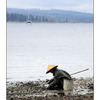 Oyster Farmer - Vancouver Island