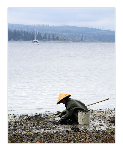 Oyster Farmer Vancouver Island