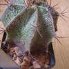 Astrophytum ornatum 02 003 - cactus