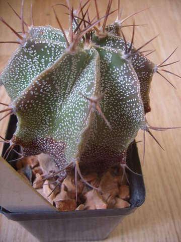 Astrophytum ornatum 02 003 cactus