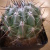Thelocactus saussieri 007 - cactus