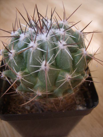 Thelocactus saussieri 007 cactus
