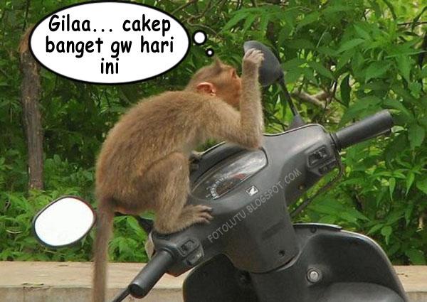 monyet-narsis-udah-dong-nyet-jangan-ngaca-mulu - 