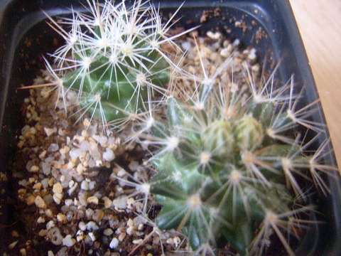 neobesseya marstonii  08 za05 012 cactus