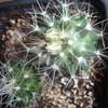 neobesseya marstonii  08 za... - cactus