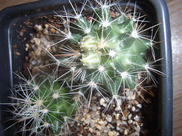 neobesseya marstonii  08 za05 007 cactus