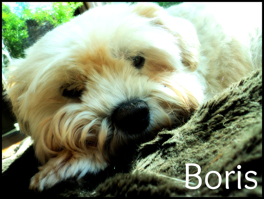 Boris - 