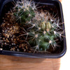 Neobesseya marstonii 126 - cactus