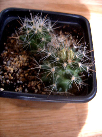 Neobesseya marstonii 126 cactus