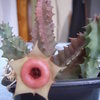 Huernia insigniflora 007 - cactus
