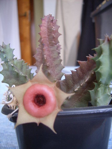 Huernia insigniflora 007 cactus