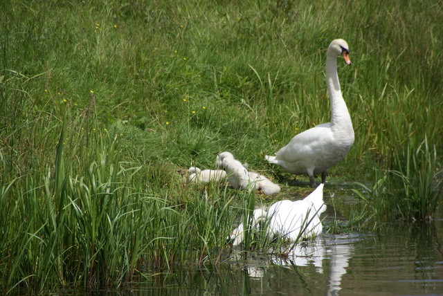 DSC03914 Rondje Voorne 15 juni 08