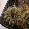 sulcorebutia knop midden 005 - cactus
