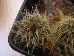 sulcorebutia knop midden 005 cactus