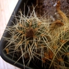 sulcorebutia knop midden 00... - cactus