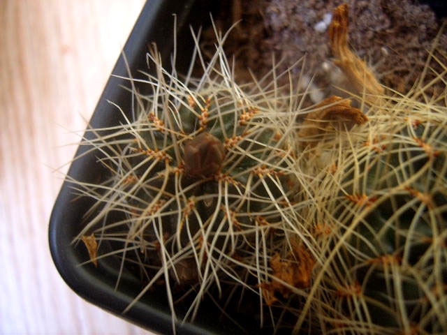 sulcorebutia knop midden 005 bew cactus
