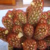 Mammillaria elongata tuin 003 - cactus