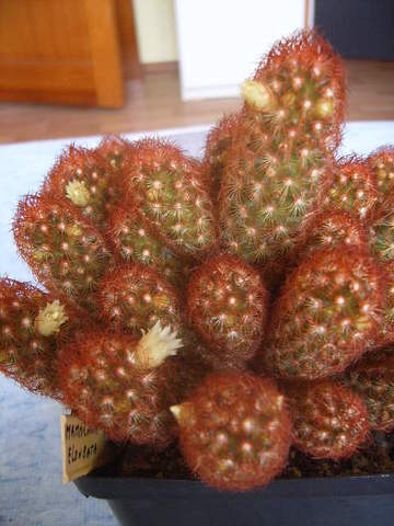 Mammillaria elongata tuin 003 cactus