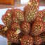 Mammillaria elongata tuin 003 - cactus