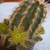 Echinocereus chlo 001 - cactus