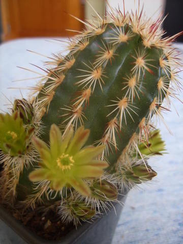Echinocereus chlo 001 cactus