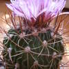 stenocactus multicostatus 003 - cactus