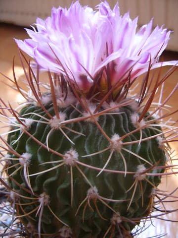 stenocactus multicostatus 003 cactus