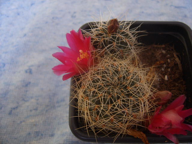 sulcorebutia vasqueziana var albispina 003 cactus