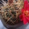 sulcorebutia vasqueziana va... - cactus