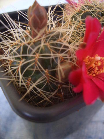 sulcorebutia vasqueziana var albispina 007 cactus