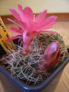 sulcorebutia bloem midden 004 cactus