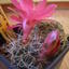 sulcorebutia bloem midden 004 - cactus