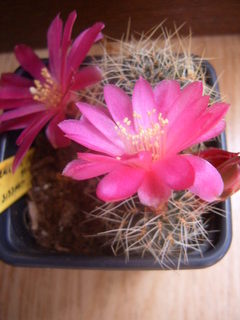 sulcorebutia bloem midden 016 cactus