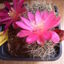sulcorebutia bloem midden 016 - cactus