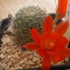 rebutia gibbulosa 004 - cactus